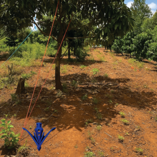 Tắc kê đất 756